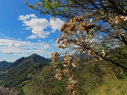 59 Heracleum sphondylium (Panace) con vista verso il Monte Gioco, Serina e Lepreno